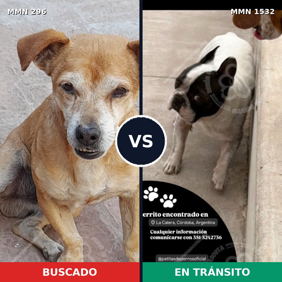 Comparativa MMS 29044: mascota perdida y mascota encontrada, 50% de similitud