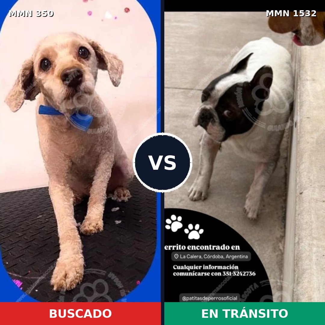 Comparativa MMS 29045: mascota perdida y mascota encontrada, 35% de similitud