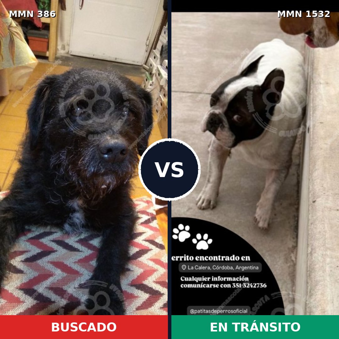 Comparativa MMS 29046: mascota perdida y mascota encontrada, 54% de similitud