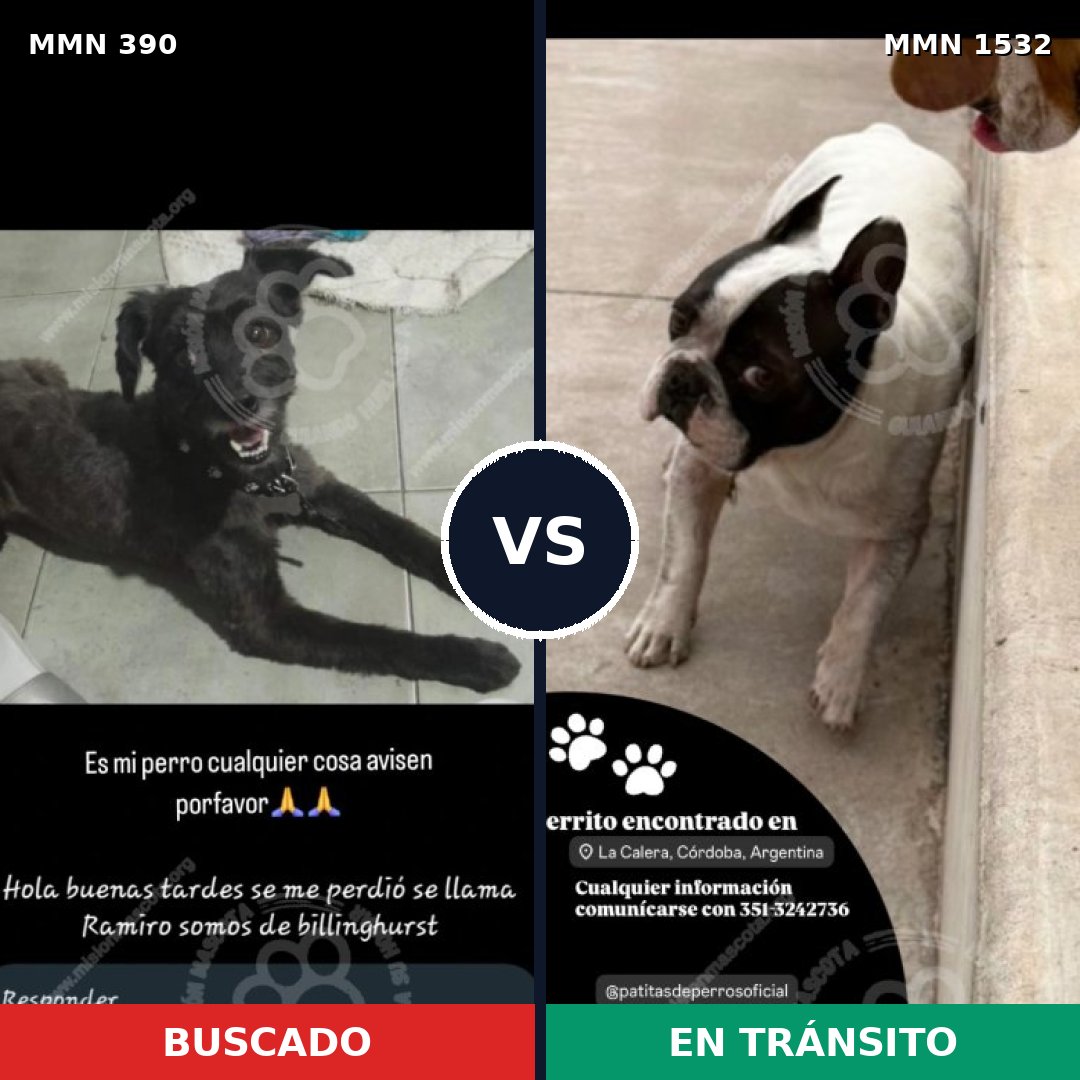 Comparativa MMS 29047: mascota perdida y mascota encontrada, 35% de similitud