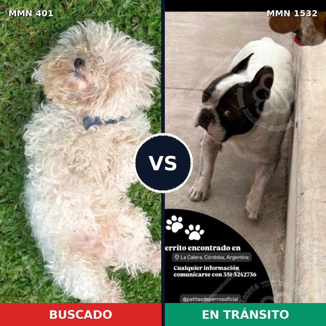 Comparativa MMS 29048: mascota perdida y mascota encontrada, 36% de similitud