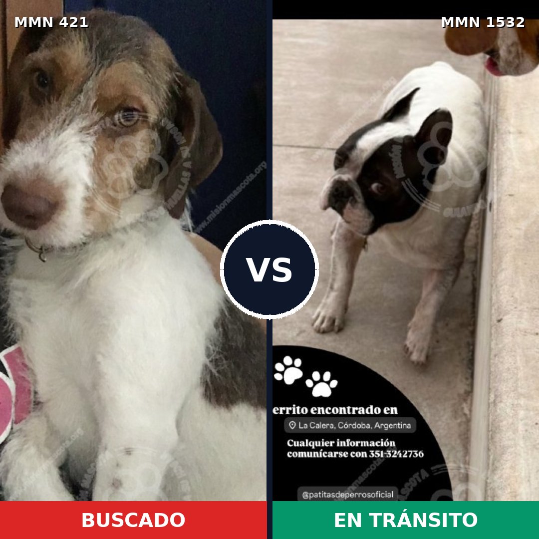 Comparativa MMS 29049: mascota perdida y mascota encontrada, 59% de similitud