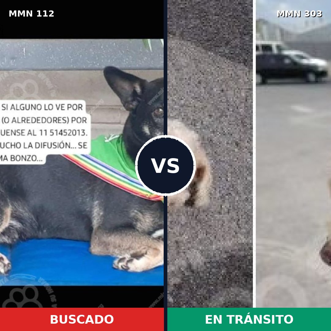 Comparativa MMS 2905: mascota perdida y mascota encontrada, 35% de similitud