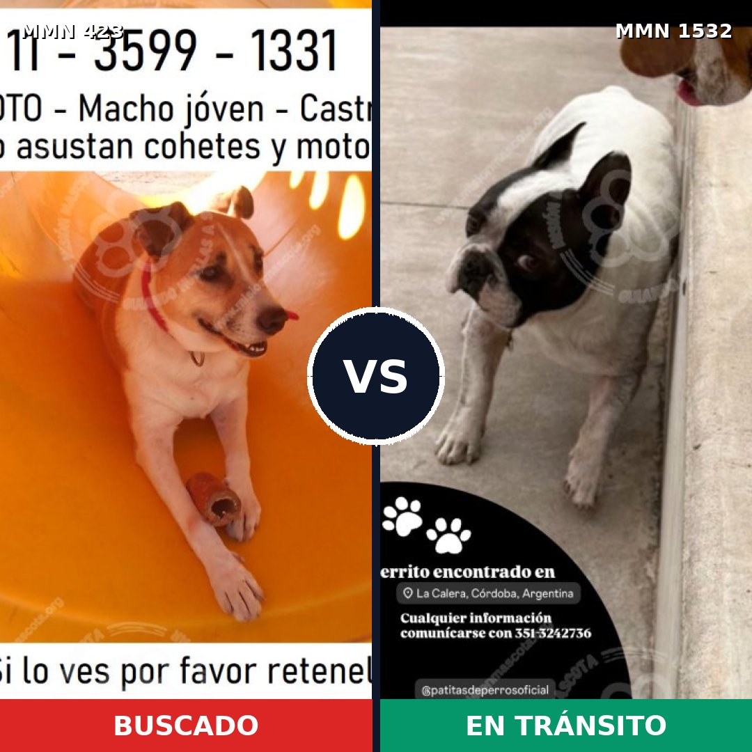 Comparativa MMS 29050: mascota perdida y mascota encontrada, 52% de similitud