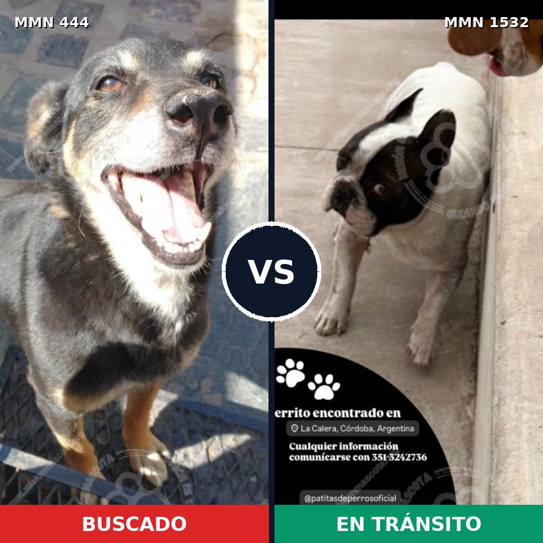 Comparativa MMS 29052: mascota perdida y mascota encontrada, 43% de similitud