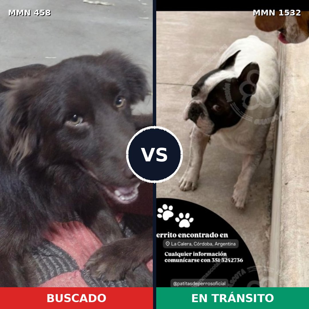 Comparativa MMS 29053: mascota perdida y mascota encontrada, 48% de similitud