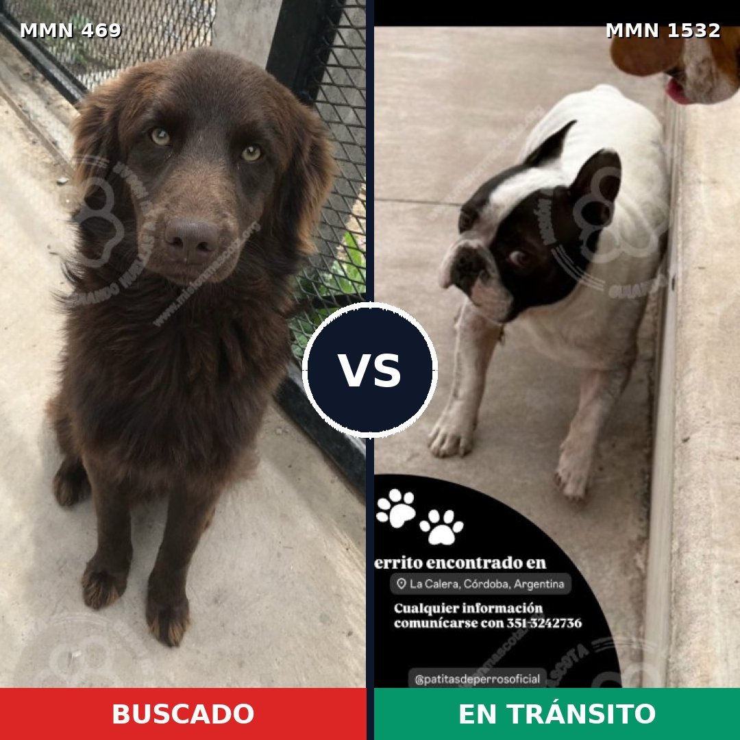 Comparativa MMS 29054: mascota perdida y mascota encontrada, 48% de similitud