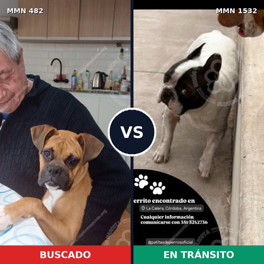 Comparativa MMS 29056: mascota perdida y mascota encontrada, 33% de similitud