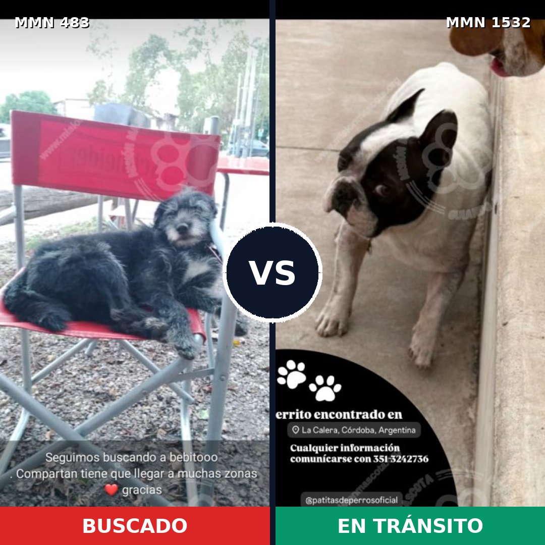 Comparativa MMS 29057: mascota perdida y mascota encontrada, 55% de similitud