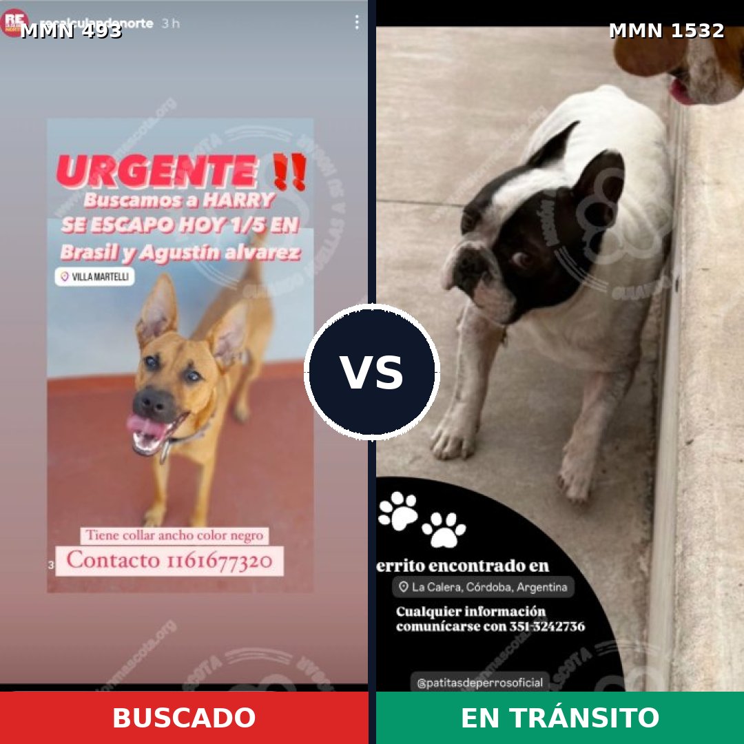 Comparativa MMS 29058: mascota perdida y mascota encontrada, 50% de similitud
