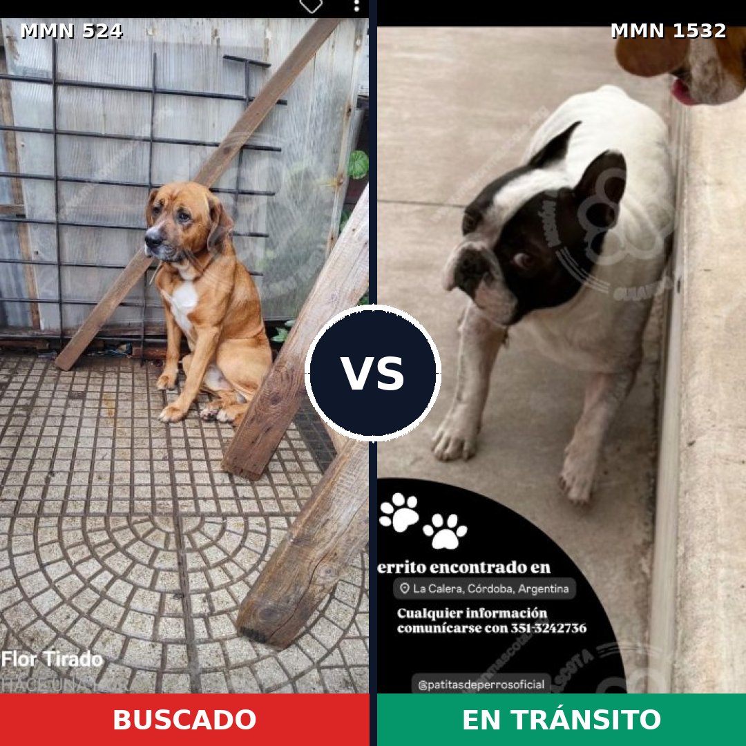 Comparativa MMS 29059: mascota perdida y mascota encontrada, 46% de similitud