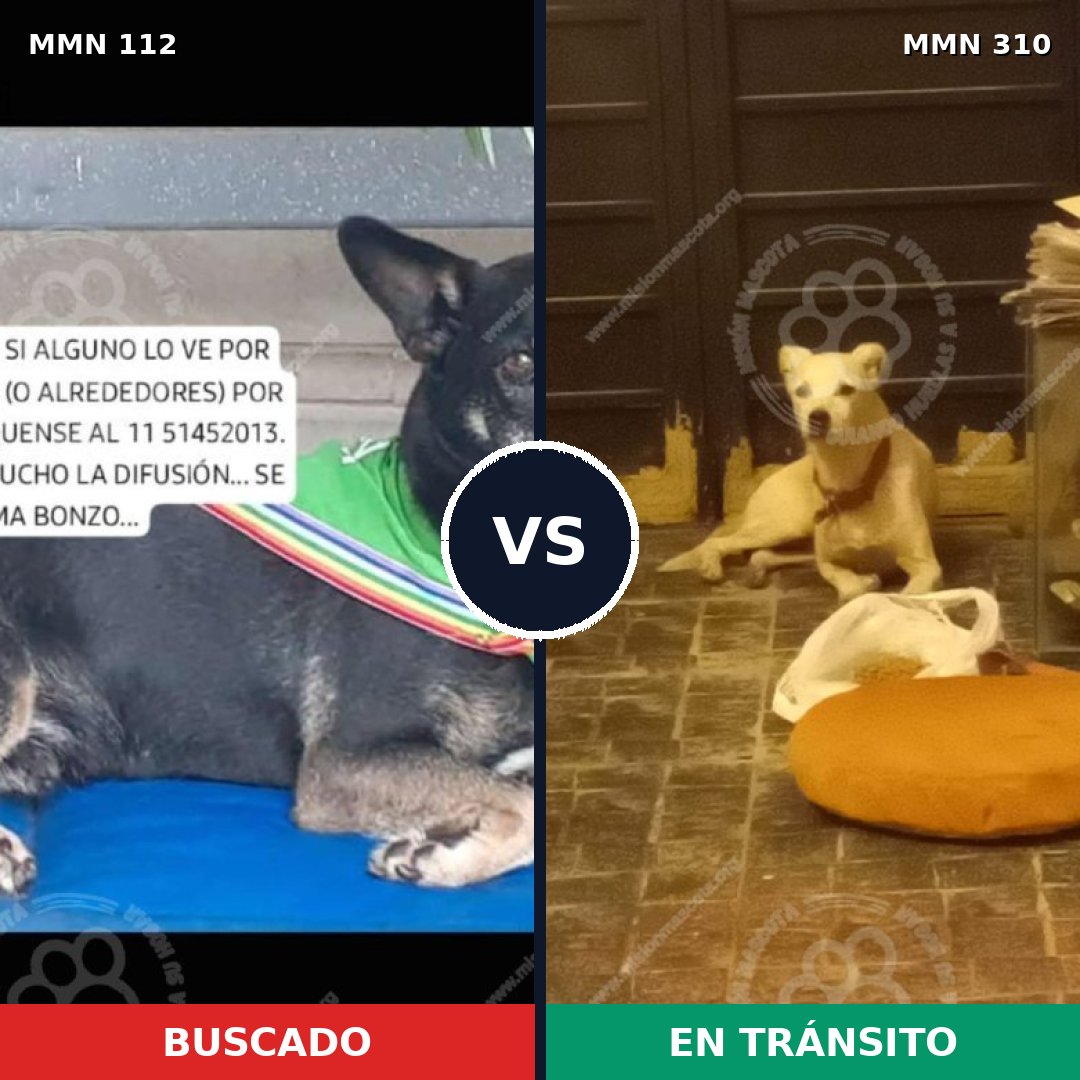 Comparativa MMS 2906: mascota perdida y mascota encontrada, 73% de similitud