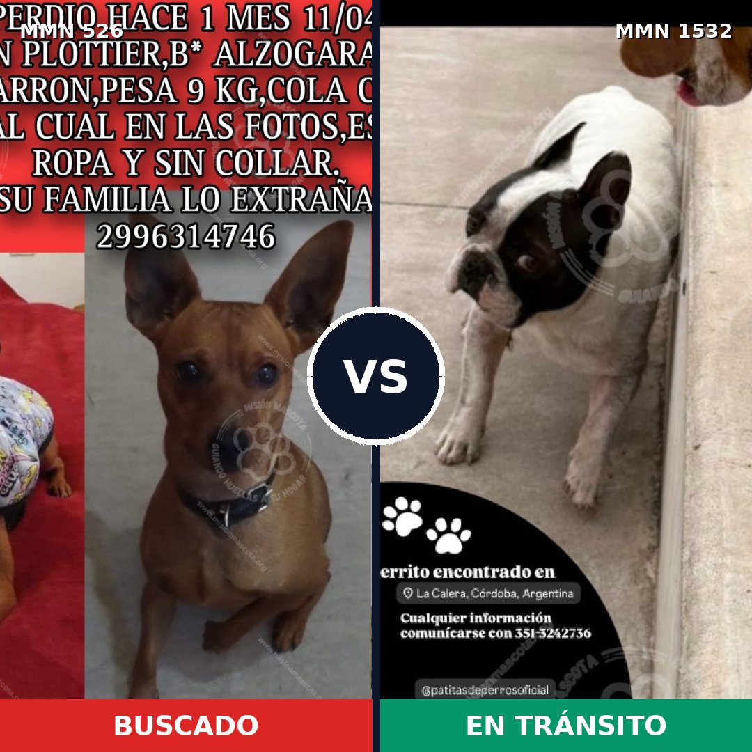 Comparativa MMS 29060: mascota perdida y mascota encontrada, 47% de similitud