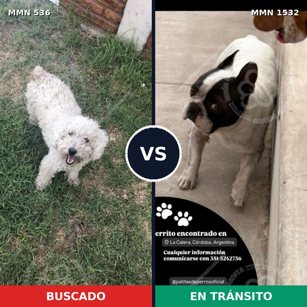 Comparativa MMS 29062: mascota perdida y mascota encontrada, 54% de similitud
