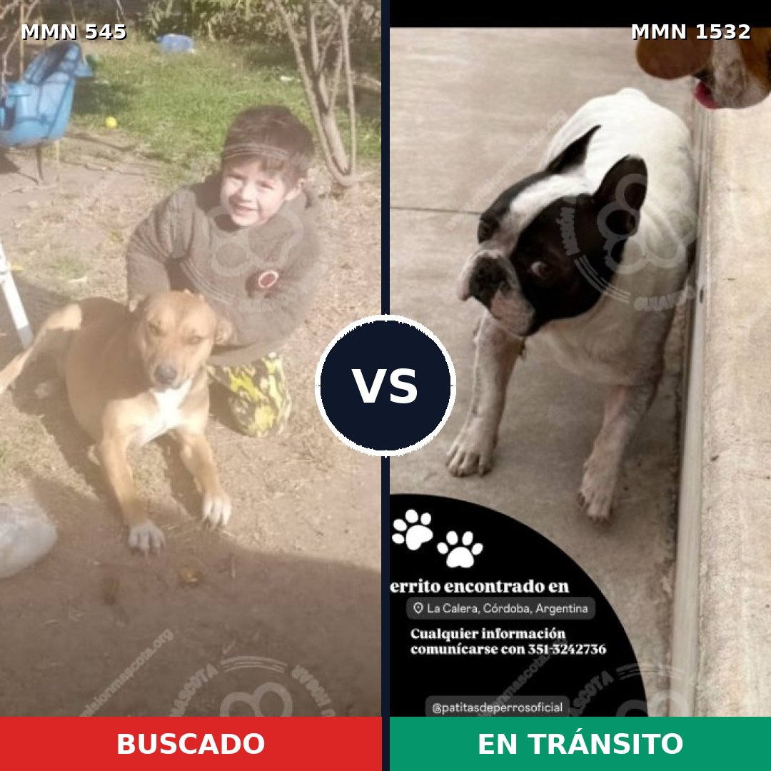 Comparativa MMS 29063: mascota perdida y mascota encontrada, 39% de similitud
