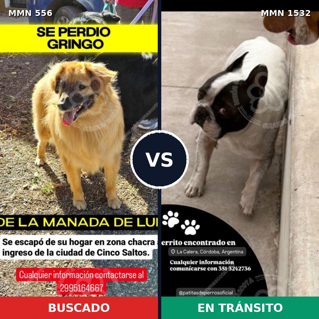 Comparativa MMS 29065: mascota perdida y mascota encontrada, 47% de similitud