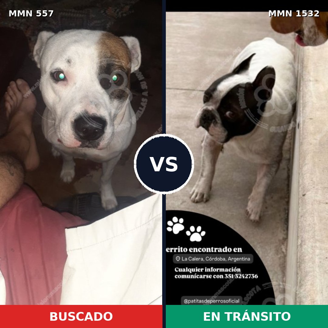 Comparativa MMS 29066: mascota perdida y mascota encontrada, 44% de similitud