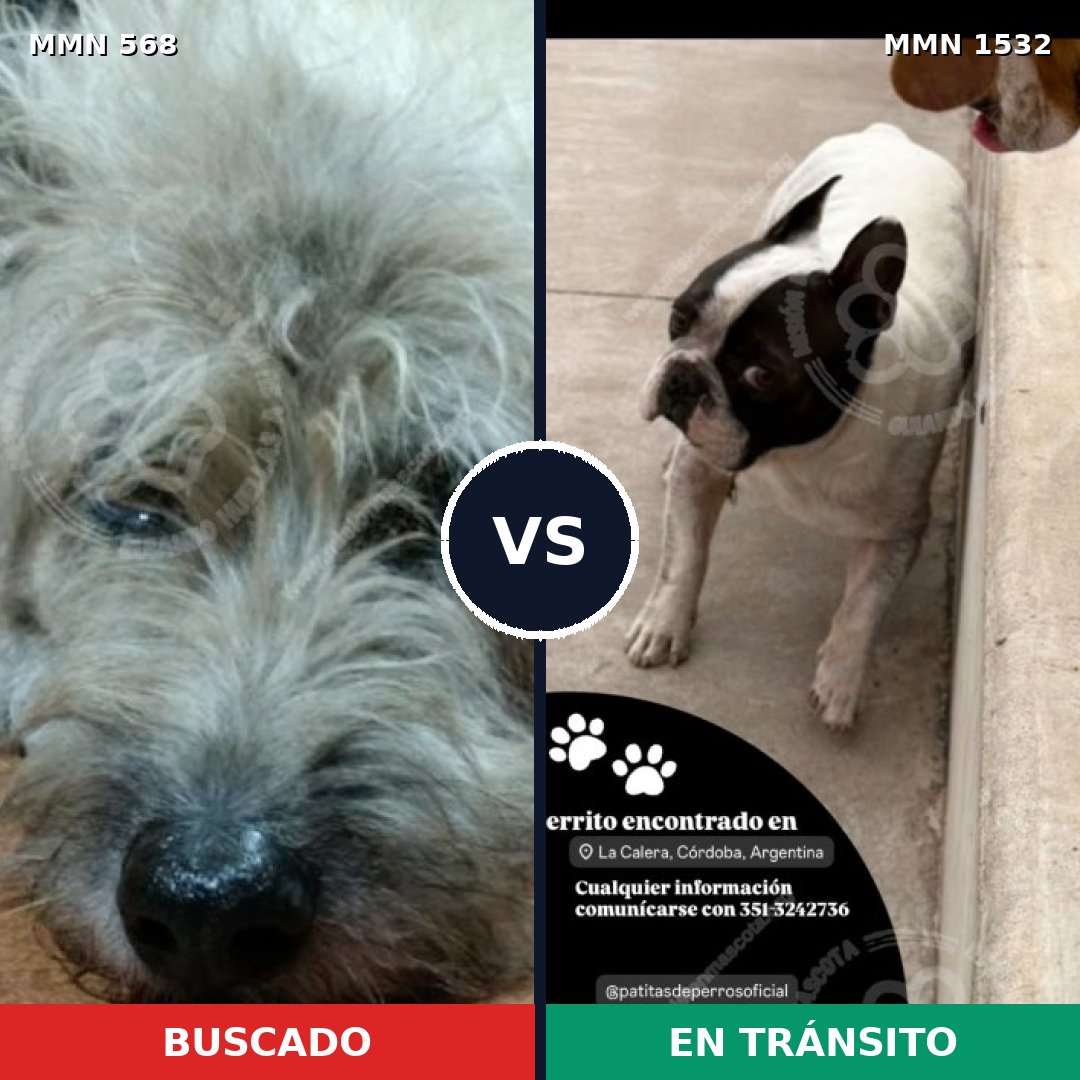Comparativa MMS 29067: mascota perdida y mascota encontrada, 48% de similitud