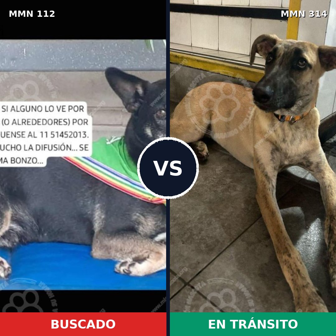 Comparativa MMS 2907: mascota perdida y mascota encontrada, 67% de similitud