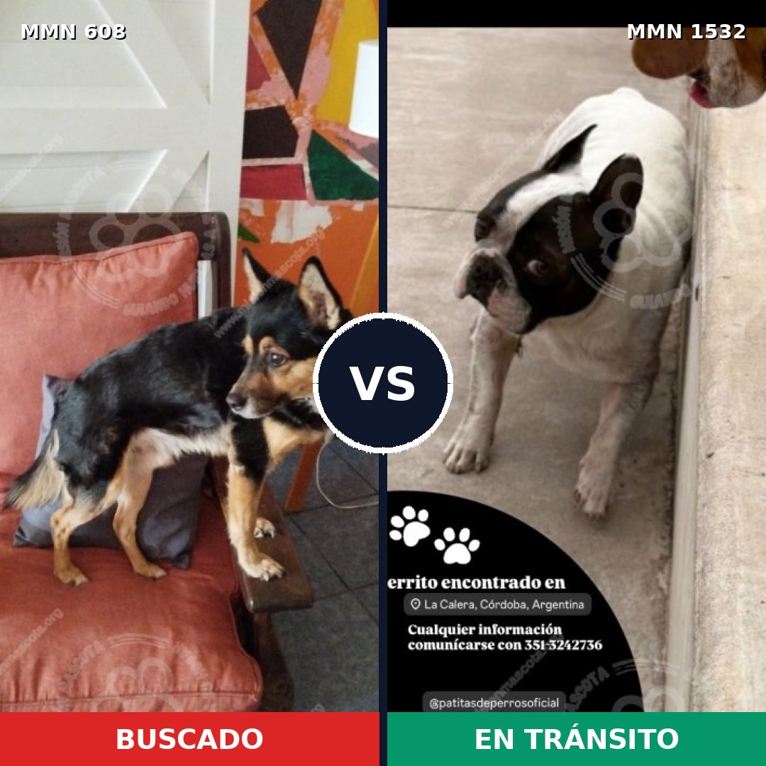 Comparativa MMS 29071: mascota perdida y mascota encontrada, 54% de similitud