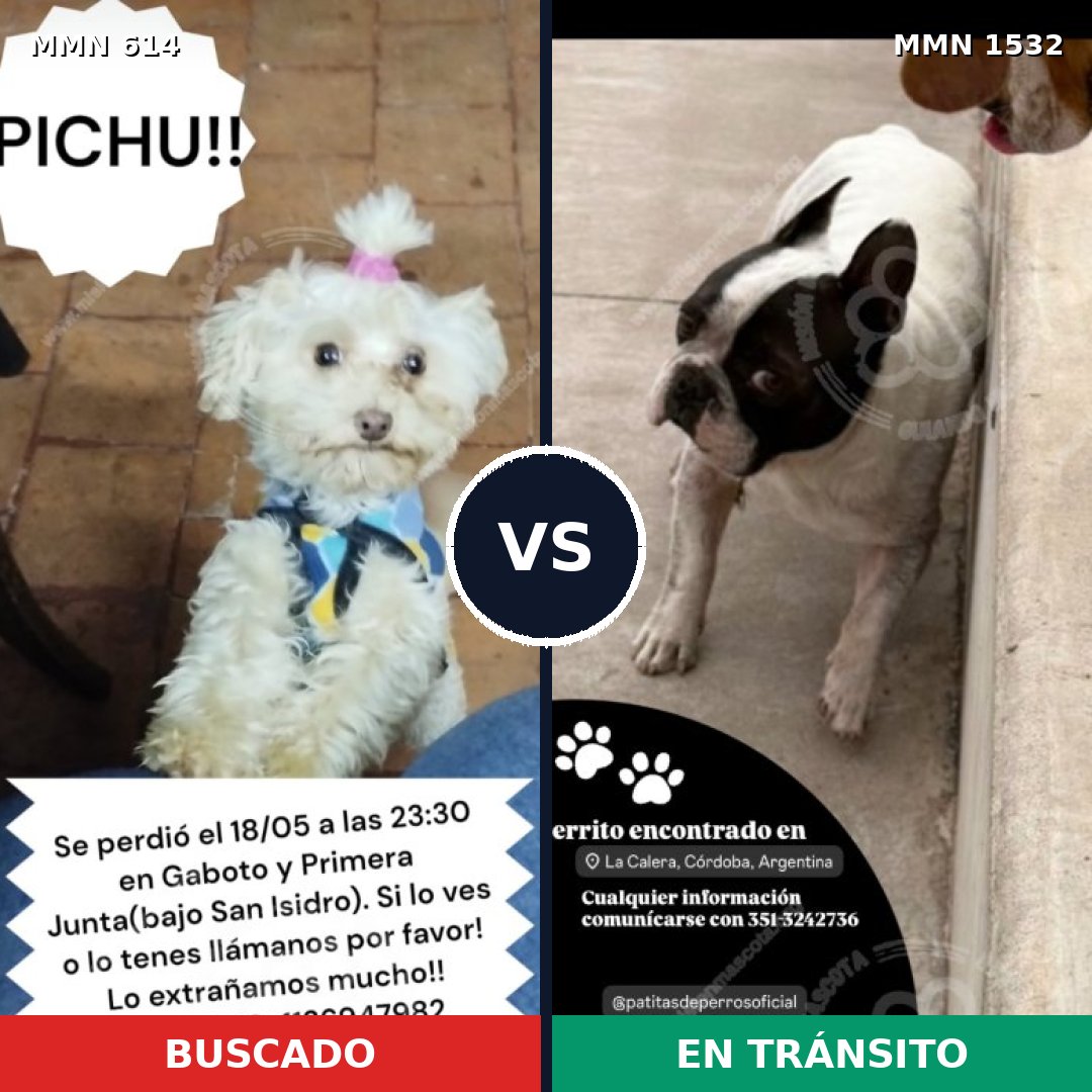 Comparativa MMS 29072: mascota perdida y mascota encontrada, 42% de similitud