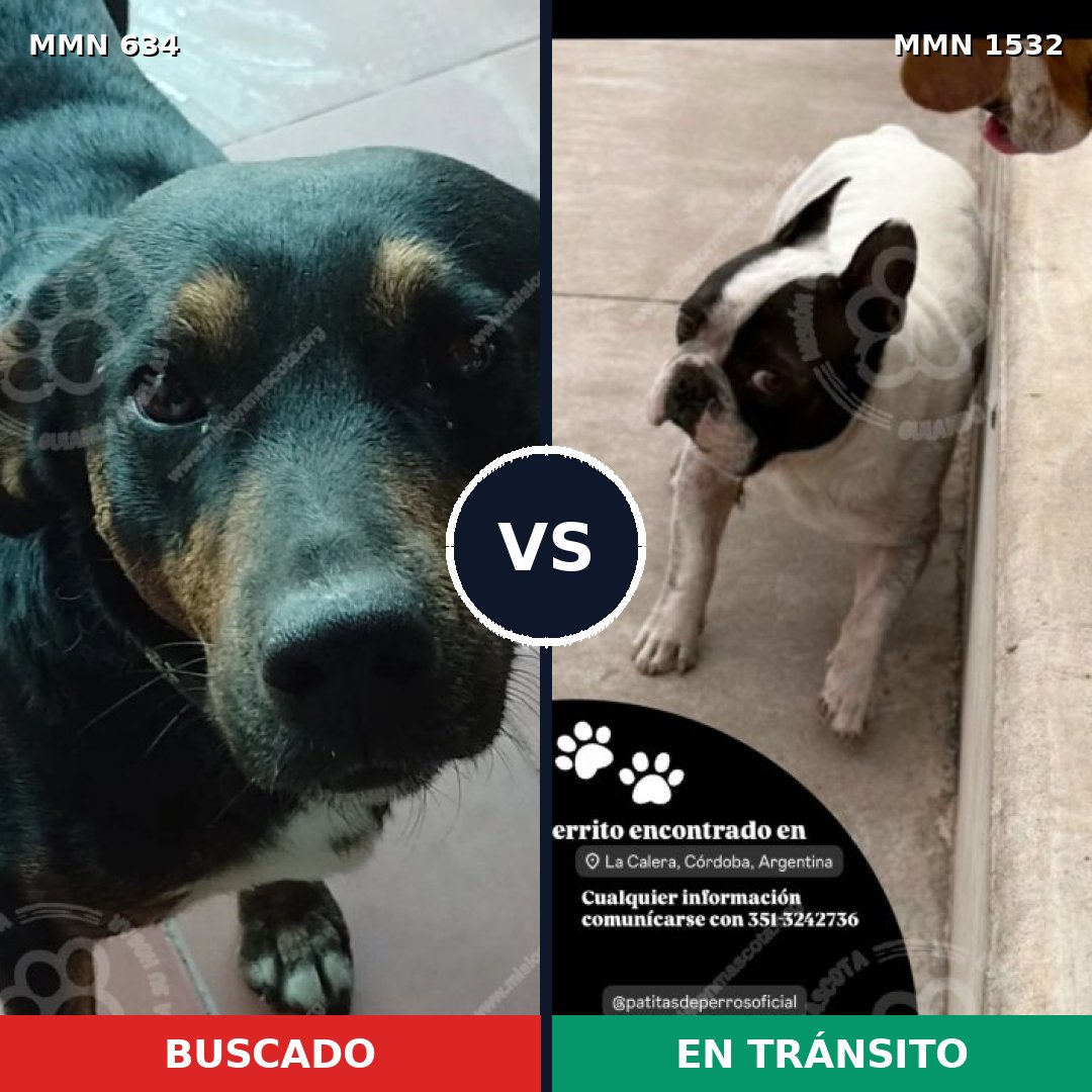 Comparativa MMS 29074: mascota perdida y mascota encontrada, 61% de similitud
