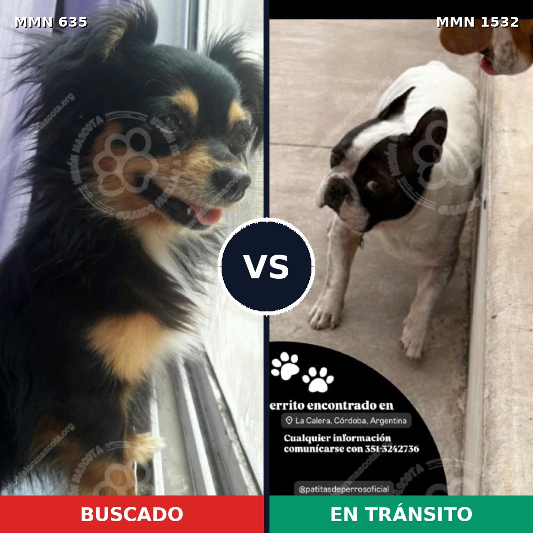 Comparativa MMS 29075: mascota perdida y mascota encontrada, 31% de similitud