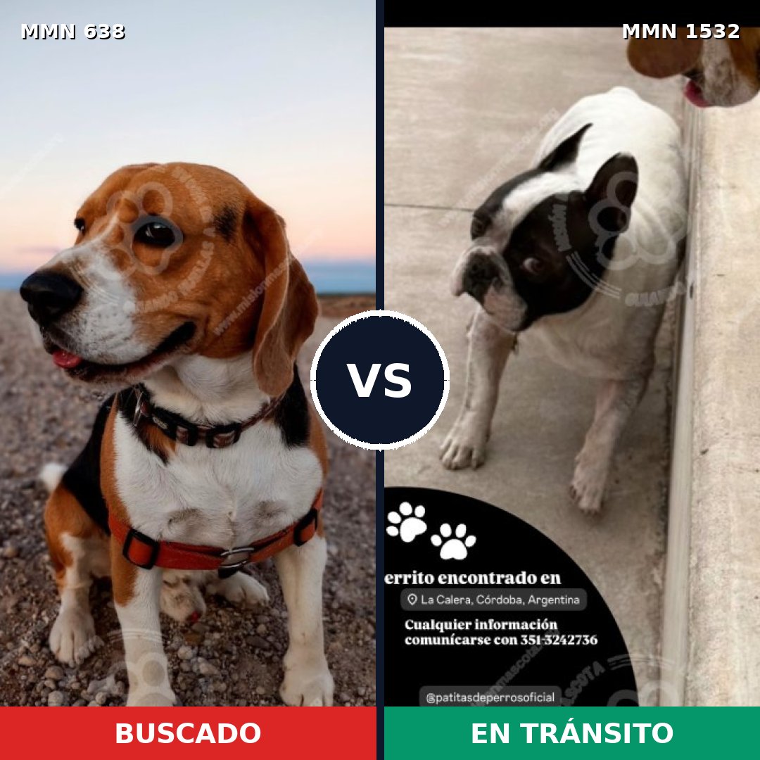 Comparativa MMS 29076: mascota perdida y mascota encontrada, 41% de similitud