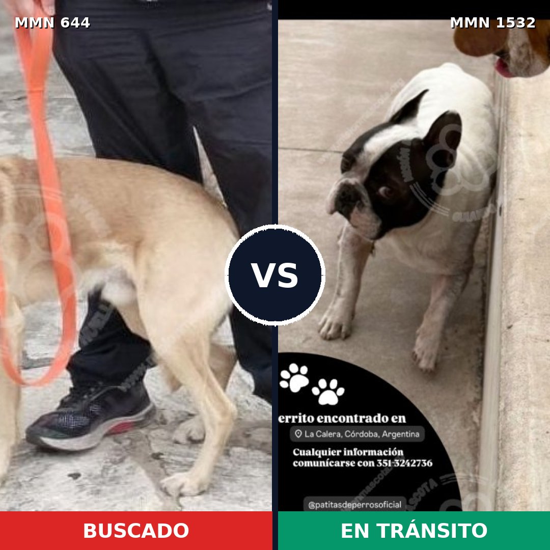 Comparativa MMS 29077: mascota perdida y mascota encontrada, 59% de similitud