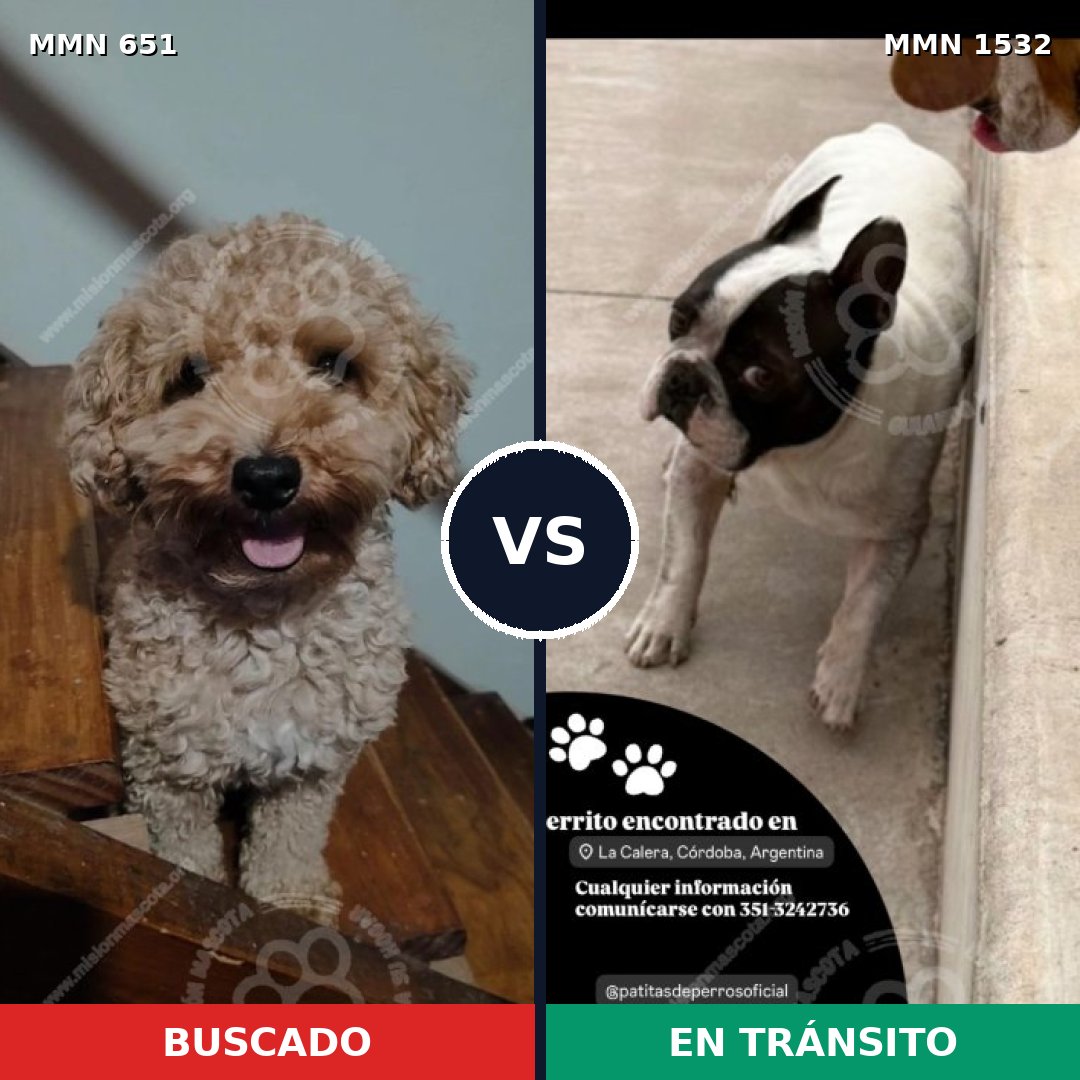 Comparativa MMS 29078: mascota perdida y mascota encontrada, 27% de similitud