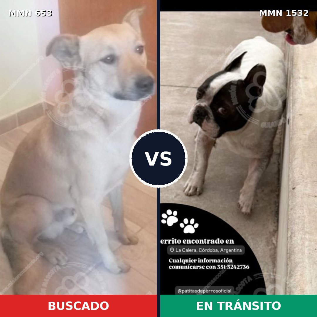 Comparativa MMS 29079: mascota perdida y mascota encontrada, 53% de similitud