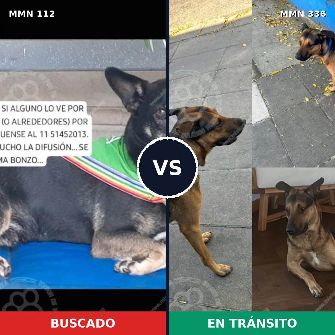 Comparativa MMS 2908: mascota perdida y mascota encontrada, 90% de similitud