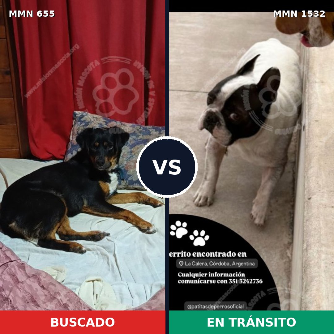 Comparativa MMS 29080: mascota perdida y mascota encontrada, 43% de similitud