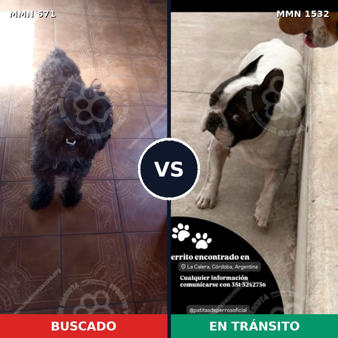 Comparativa MMS 29081: mascota perdida y mascota encontrada, 43% de similitud