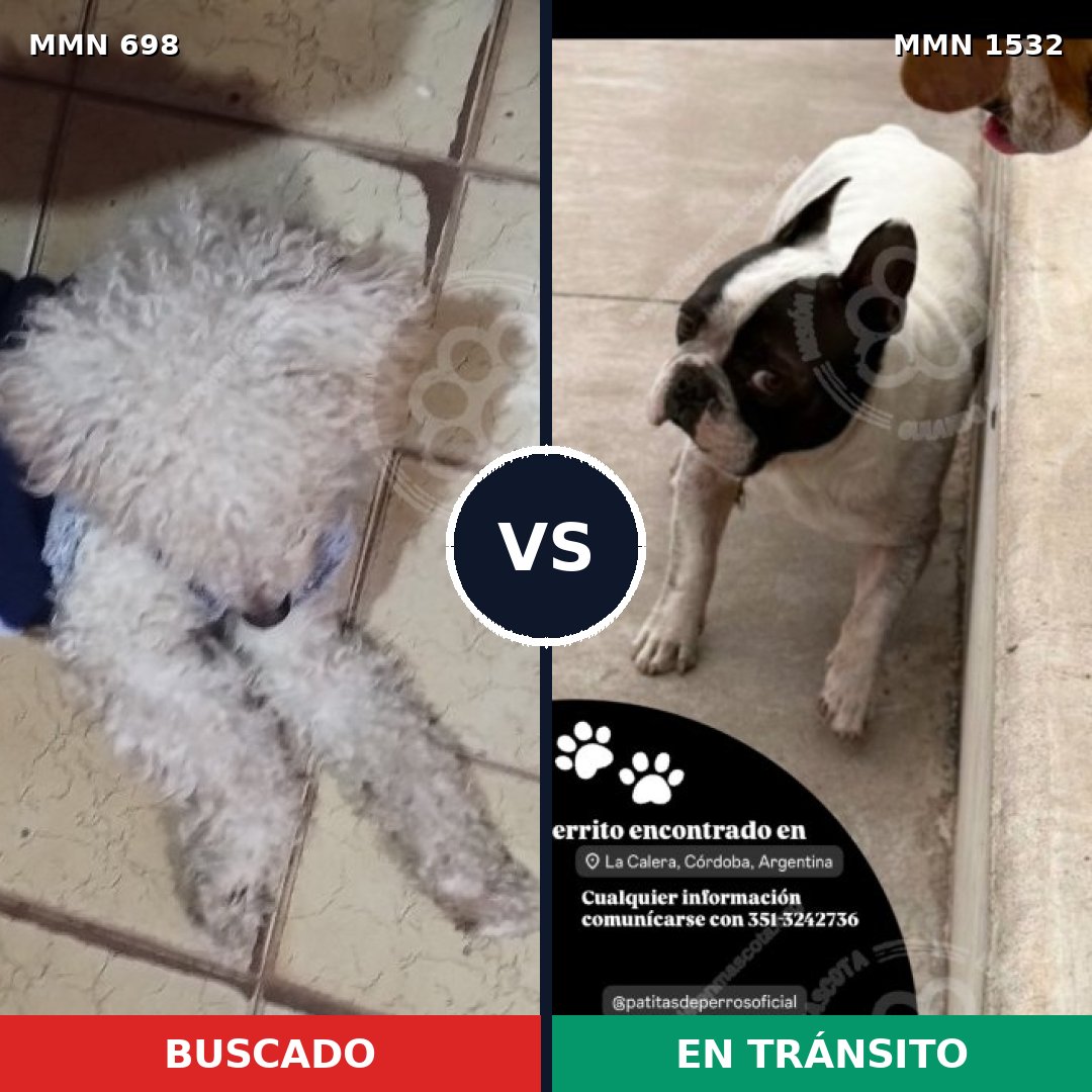 Comparativa MMS 29083: mascota perdida y mascota encontrada, 52% de similitud