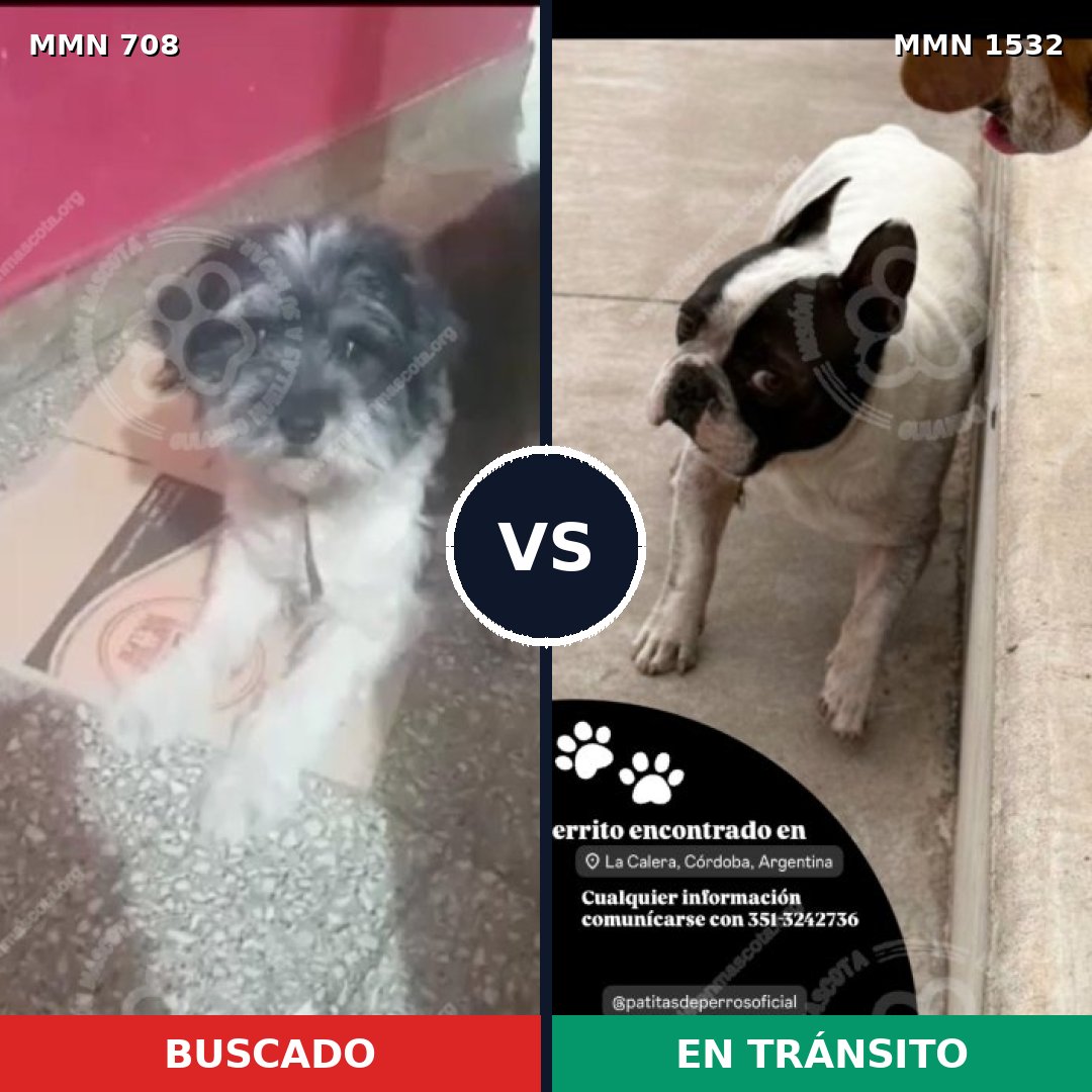 Comparativa MMS 29084: mascota perdida y mascota encontrada, 53% de similitud