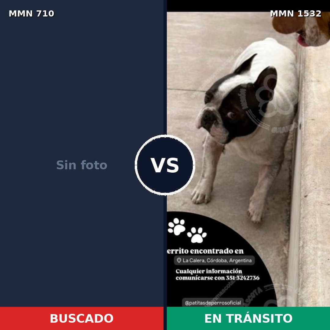 Comparativa MMS 29085: mascota perdida y mascota encontrada, 41% de similitud