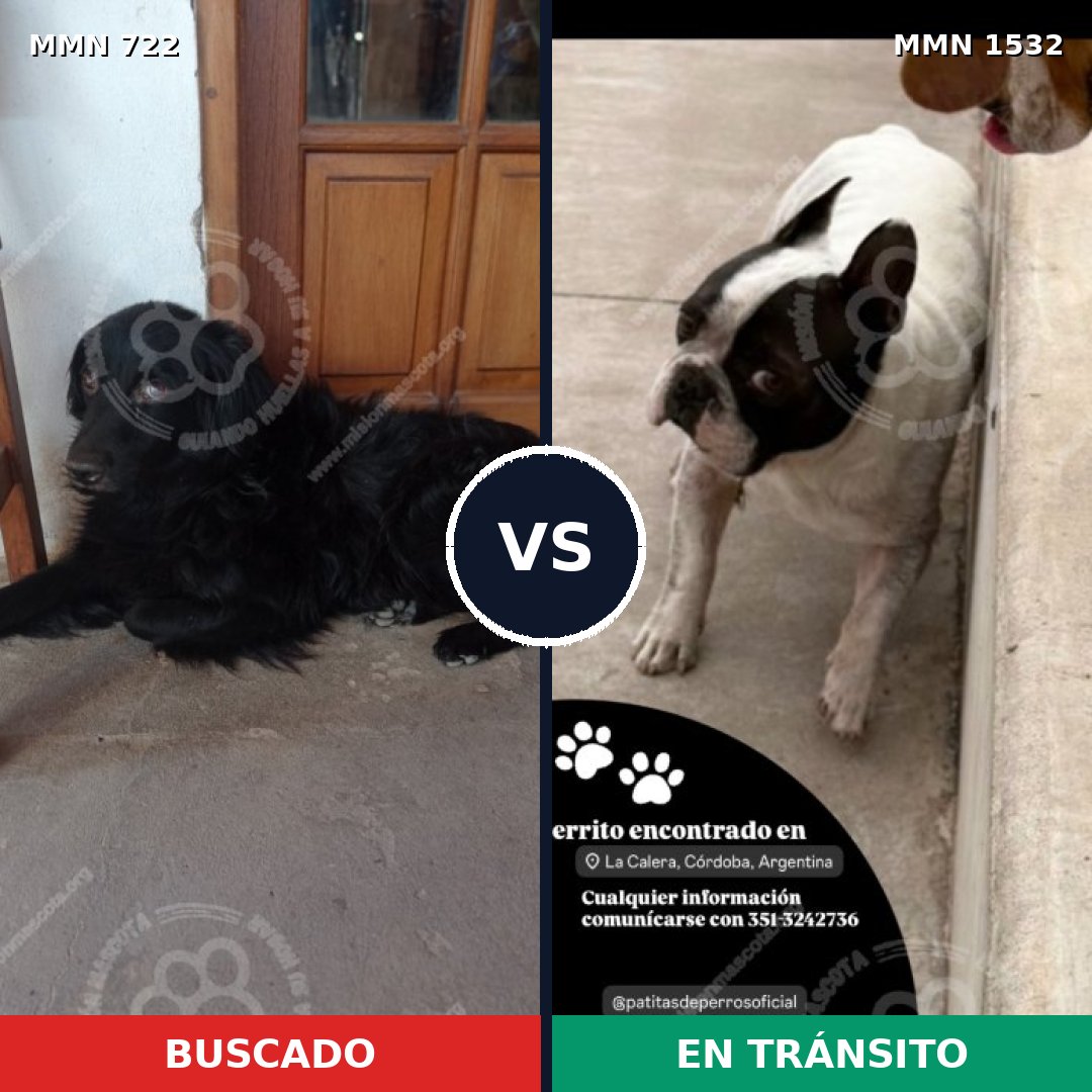 Comparativa MMS 29086: mascota perdida y mascota encontrada, 29% de similitud