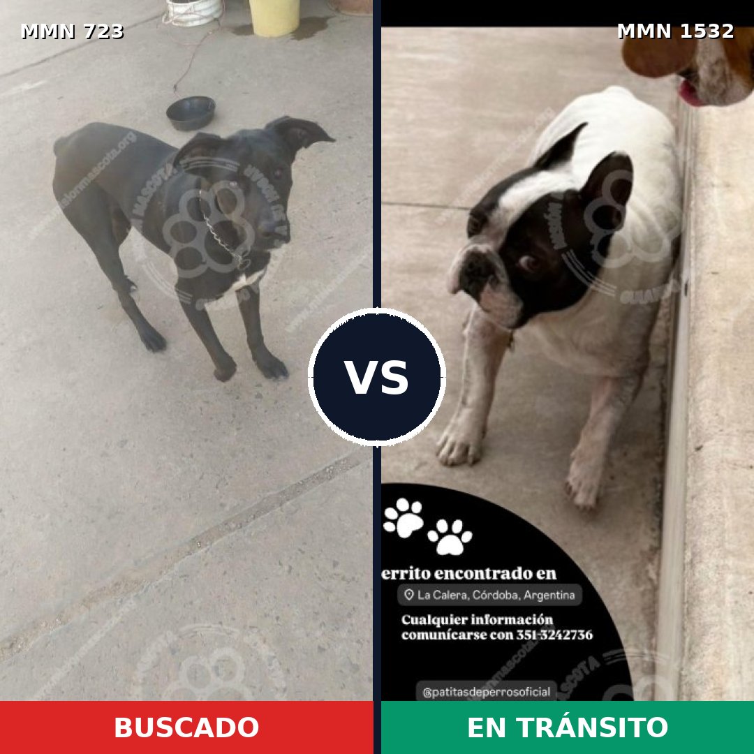 Comparativa MMS 29087: mascota perdida y mascota encontrada, 45% de similitud