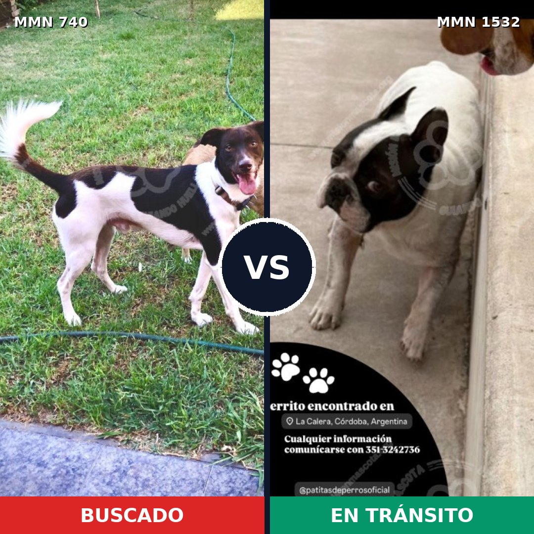 Comparativa MMS 29089: mascota perdida y mascota encontrada, 57% de similitud