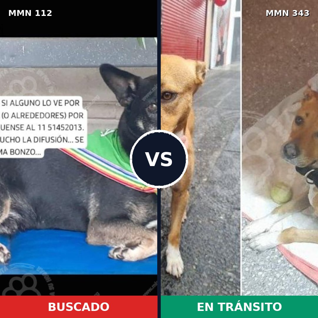 Comparativa MMS 2909: mascota perdida y mascota encontrada, 73% de similitud