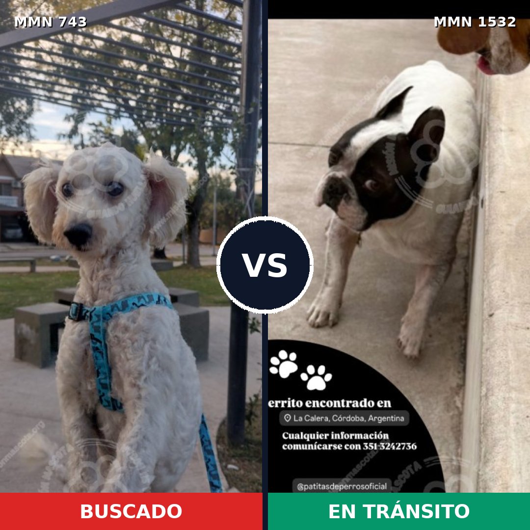 Comparativa MMS 29090: mascota perdida y mascota encontrada, 42% de similitud