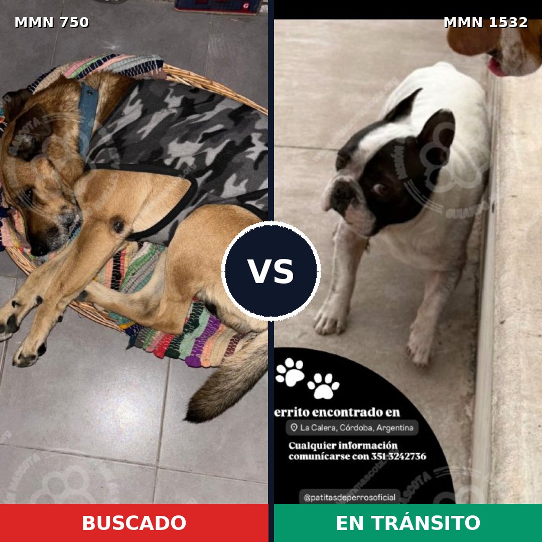 Comparativa MMS 29091: mascota perdida y mascota encontrada, 49% de similitud