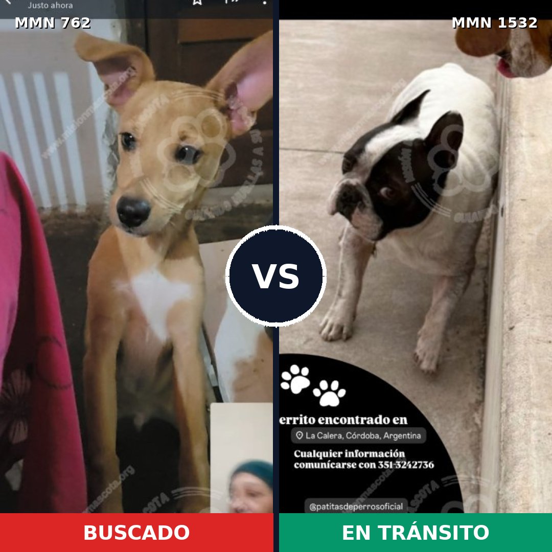 Comparativa MMS 29092: mascota perdida y mascota encontrada, 52% de similitud