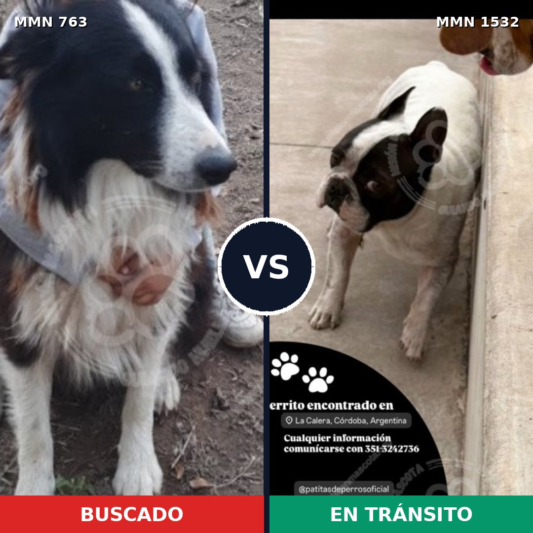 Comparativa MMS 29093: mascota perdida y mascota encontrada, 29% de similitud