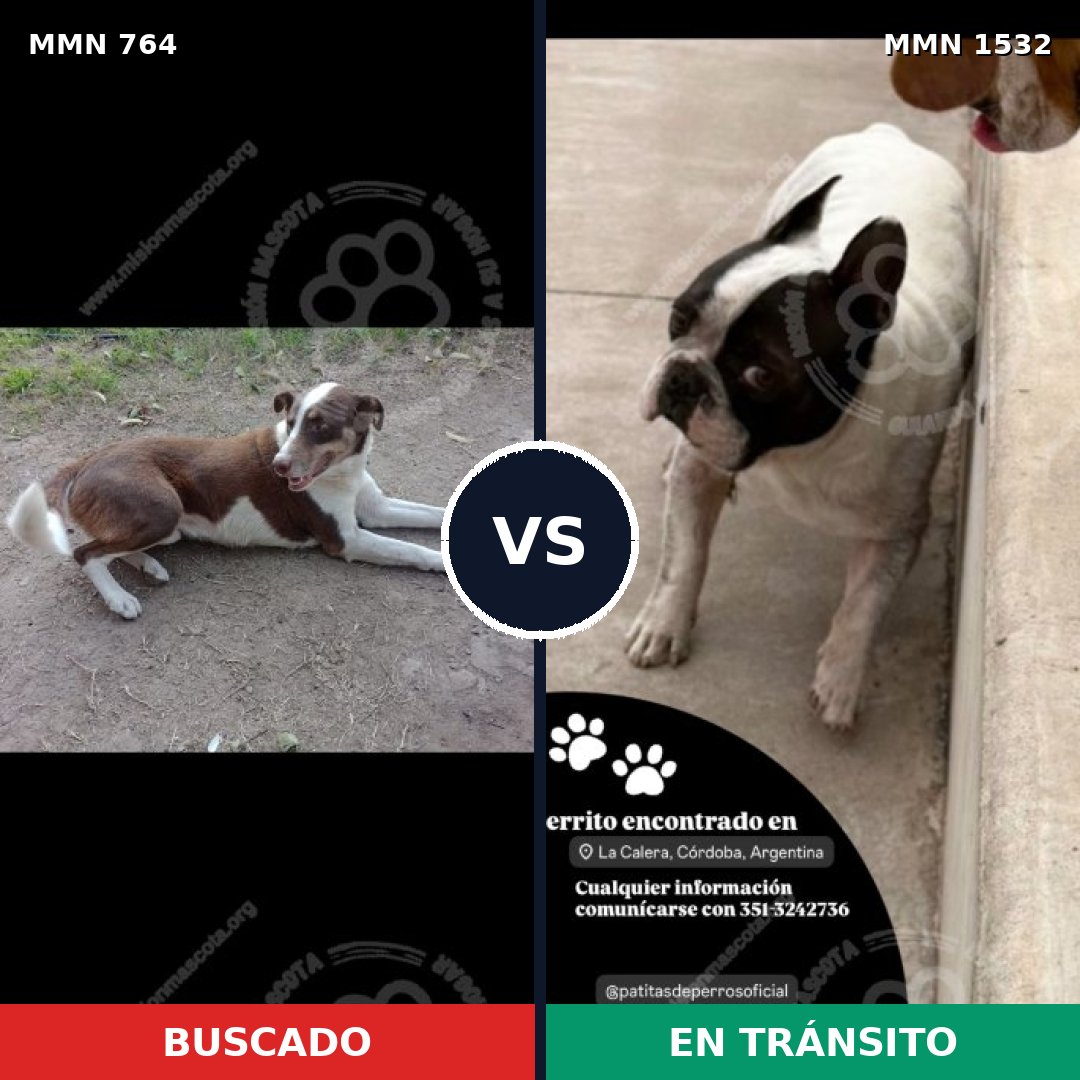 Comparativa MMS 29094: mascota perdida y mascota encontrada, 28% de similitud
