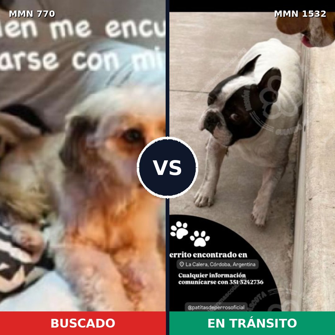 Comparativa MMS 29095: mascota perdida y mascota encontrada, 73% de similitud