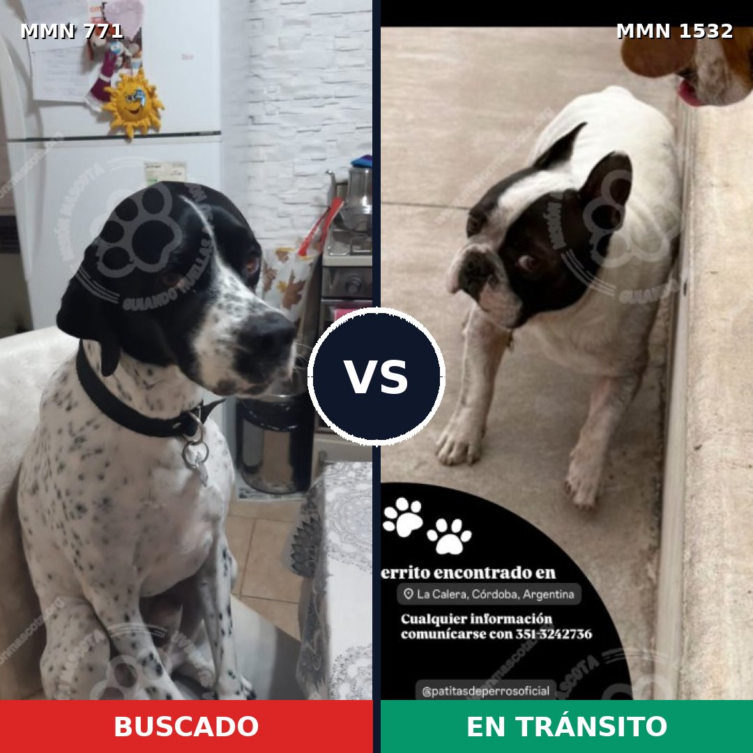 Comparativa MMS 29096: mascota perdida y mascota encontrada, 41% de similitud