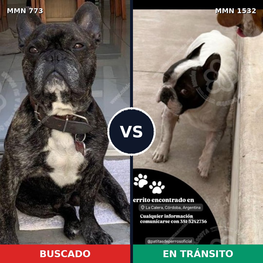 Comparativa MMS 29097: mascota perdida y mascota encontrada, 33% de similitud