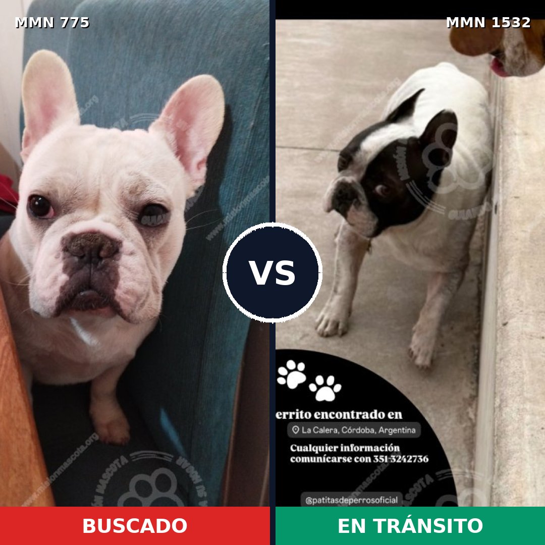 Comparativa MMS 29098: mascota perdida y mascota encontrada, 40% de similitud